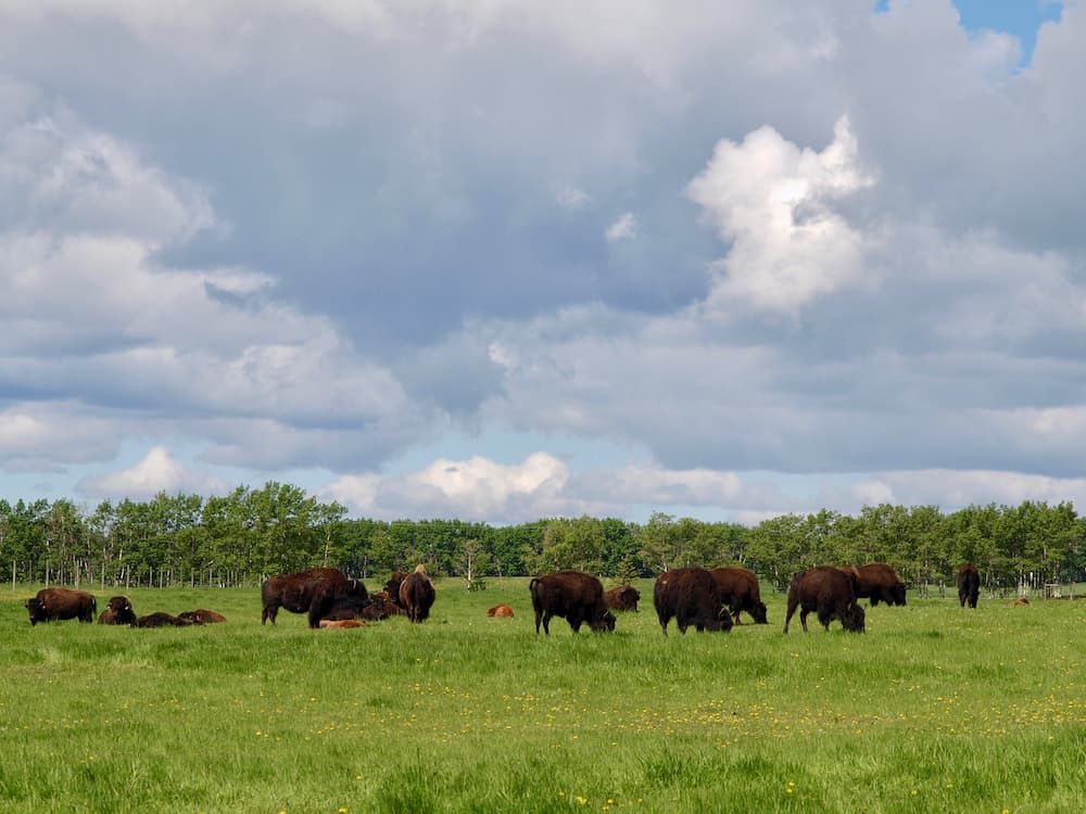 Buffalo Horn Ranch